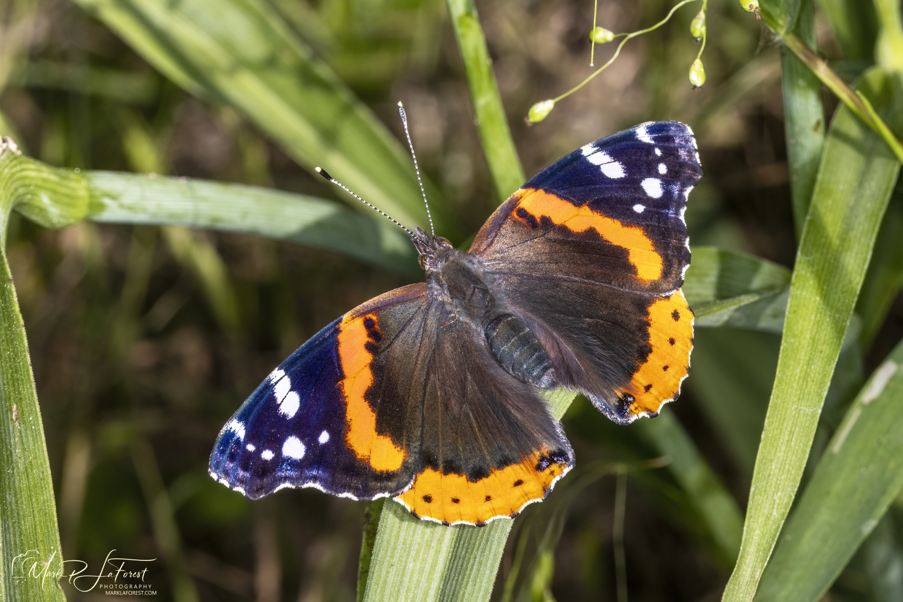 Red Admiral Butterfly, Austin, Texas